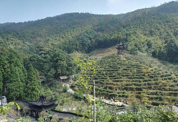 梅岭太阳谷大型梅花文化节第 28 张图片
