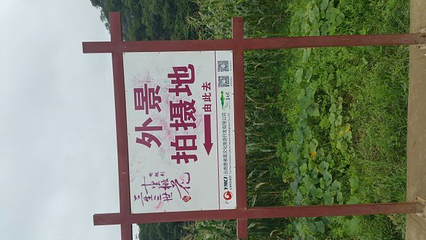 菜花箐第 19 张图片
