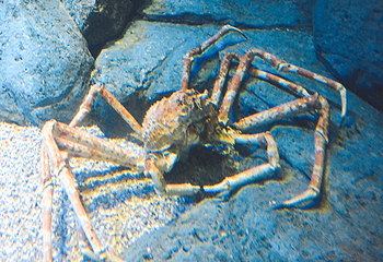 新加坡海洋生物园第 12 张图片