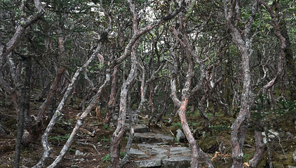 老君山九十九龙潭景区第 10 张图片