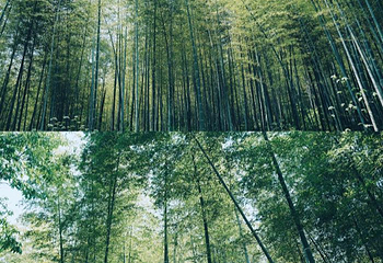 冶父山国家森林公园第 17 张图片