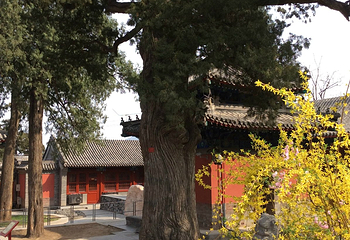 大觉寺第 41 张图片