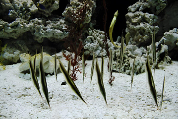 上海海洋水族馆第 13 张图片
