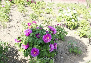 曹州百花园第 29 张图片