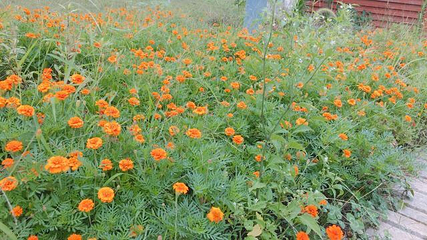 宜春花博园第 9 张图片
