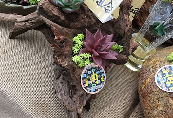 上海多肉植物展第 18 张图片