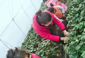 赵屯乡村草莓园第 3 张图片