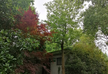 花开海上生态园第 44 张图片