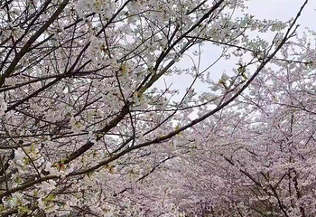贵安樱花园第 35 张图片