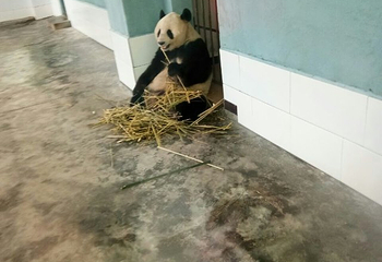 阆中熊猫乐园第 57 张图片