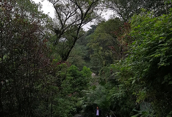 歌乐山国家森林公园第 89 张图片