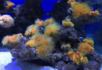 北海海底世界第 66 张图片