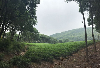 阳羡茶文化博物馆-主楼第 18 张图片