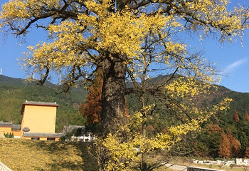 黄柏山国家森林公园第 27 张图片
