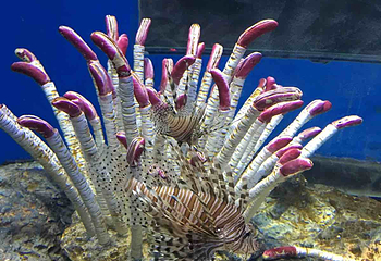 福州罗源湾海洋世界旅游区第 70 张图片