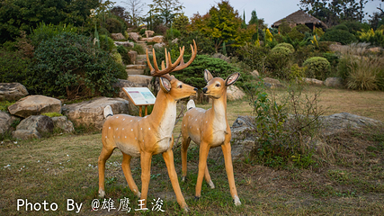 九龙湾花星球第 17 张图片