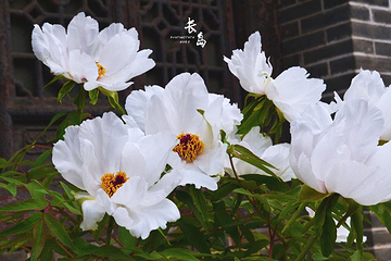 庙岛妈祖文化公园第 13 张图片