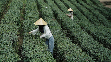 蒙顶山第 184 张图片