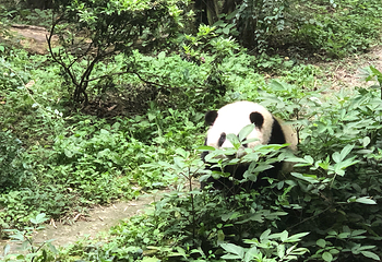 成都大熊猫繁育研究基地第 810 张图片