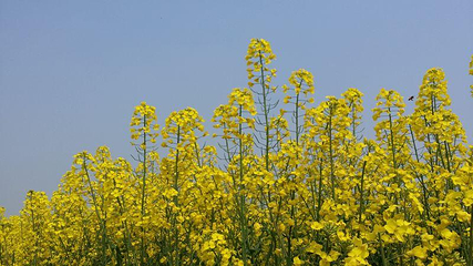 荆门沙洋油菜花第 3 张图片