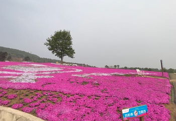 巴南芝樱花谷第 4 张图片