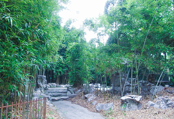 杭州植物园第 48 张图片