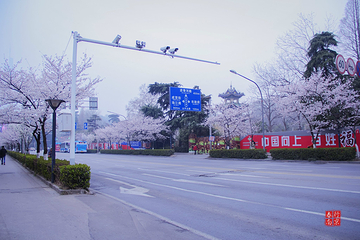 鸡鸣寺第 11 张图片