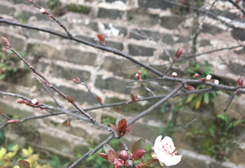 宋代古墙第 19 张图片