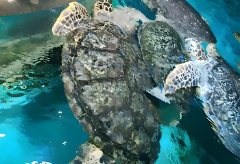 正佳极地海洋世界第 47 张图片