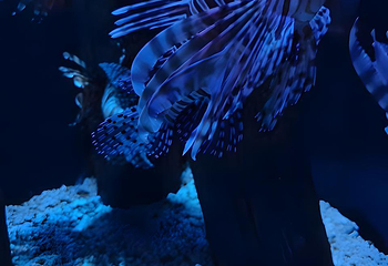 海滨城浩海立方海洋公园第 86 张图片