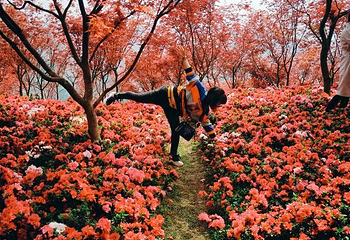 南湖多彩植物园第 50 张图片