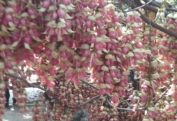 五彩禾雀花基地第 25 张图片