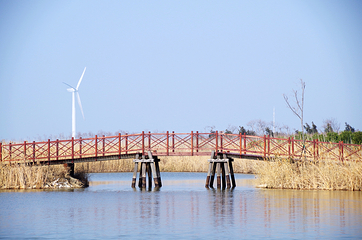 东滩湿地公园第 52 张图片