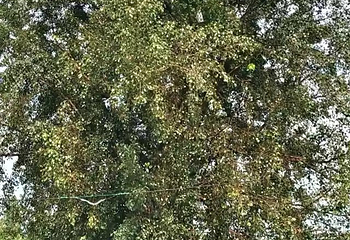 树包塔第 40 张图片