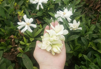 陈子昂故里第 27 张图片
