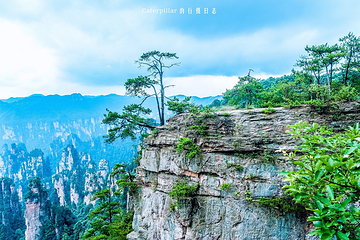 天子山风景区第 79 张图片