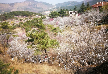 十梅庵风景区第 16 张图片