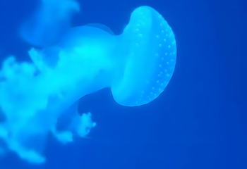 海合安武汉极地海洋公园第 48 张图片