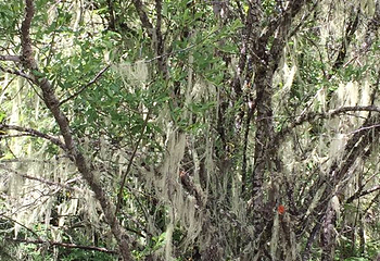 丽江香格里拉直通车第 16 张图片