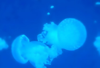 海合安武汉极地海洋公园第 29 张图片