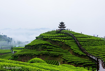 伍家台贡茶文化旅游区第 11 张图片