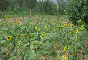 百里山水画廊—硅化木第 13 张图片