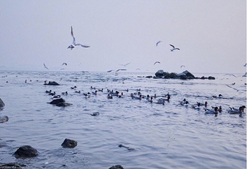 深圳湾公园第 45 张图片