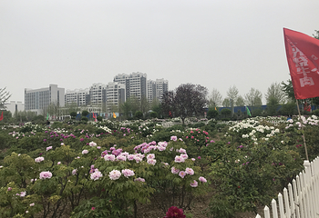 曹州百花园第 25 张图片