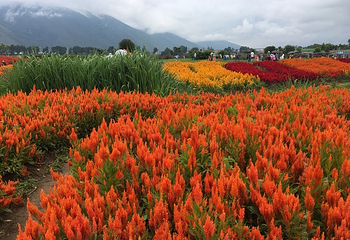 花语牧场第 16 张图片