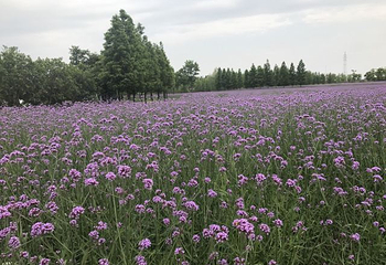 杭州湾海上花田第 42 张图片