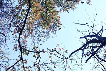 杭州花圃第 14 张图片