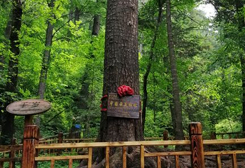 太平沟原始森林第 22 张图片