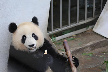 卧龙中华大熊猫苑神树坪基地第 7 张图片