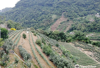 台北市铁观音包种茶研发推广中心第 7 张图片